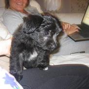 Blanding af racer Bella