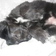 Blanding af racer Bella