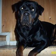 Rottweiler Tico