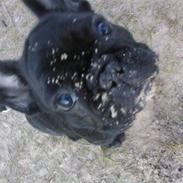 Fransk bulldog Alfred