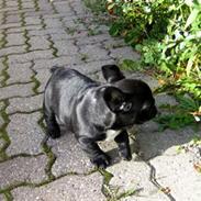 Fransk bulldog Alfred