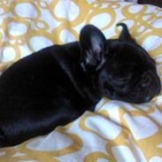 Fransk bulldog Alfred