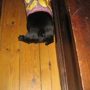 Fransk bulldog Alfred