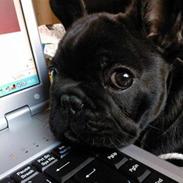 Fransk bulldog Alfred