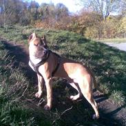 Amerikansk staffordshire terrier Charlie