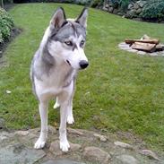 Siberian husky laika