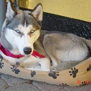 Siberian husky laika