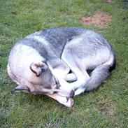 Siberian husky laika