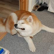 Akita inu Silver