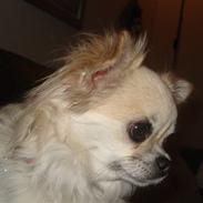 Chihuahua Mille (Dolce) 