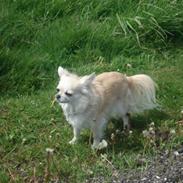 Chihuahua Mille (Dolce) 