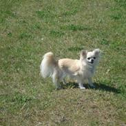 Chihuahua Mille (Dolce) 