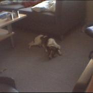 Blanding af racer Charlie