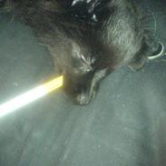 Blanding af racer Foxiie