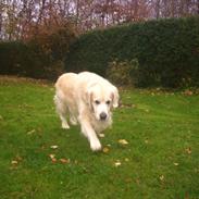 Golden retriever Leregårdens Nomi Nikki