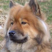 Eurasier Bella