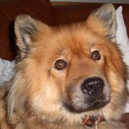 Eurasier Bella