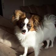 Papillon INDI