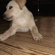 Labrador retriever Nellie