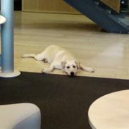 Labrador retriever Nellie