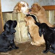 Cocker spaniel Lady og Vagabonden