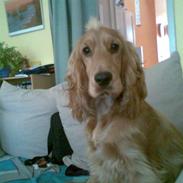 Cocker spaniel trunte