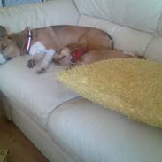 Cocker spaniel trunte