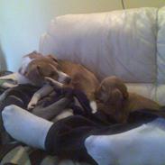 Cocker spaniel trunte