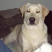 Labrador retriever Nellie