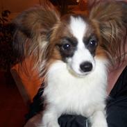 Papillon INDI