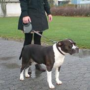 Amerikansk staffordshire terrier Buster