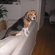 Beagle oscar