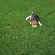 Beagle oscar