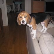 Beagle oscar