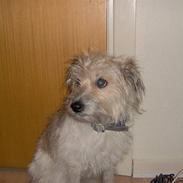 Blanding af racer <3 Mulle <3