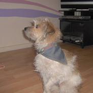 Blanding af racer <3 Mulle <3