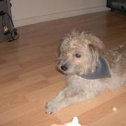 Blanding af racer <3 Mulle <3