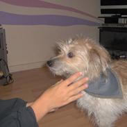 Blanding af racer <3 Mulle <3