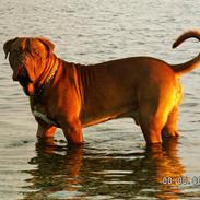 Dogue de bordeaux Jack - R.I.P