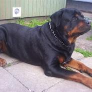 Rottweiler Cheff