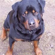 Rottweiler Cheff
