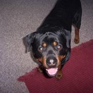 Rottweiler Cheff
