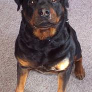 Rottweiler Cheff