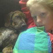 Amerikansk staffordshire terrier boss