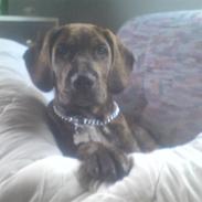 Amerikansk staffordshire terrier boss