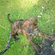 Amerikansk staffordshire terrier boss