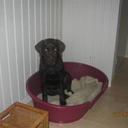 Labrador retriever Sasha