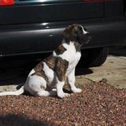 Mastiff Balder R.I.P 2011