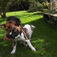 Mastiff Balder R.I.P 2011