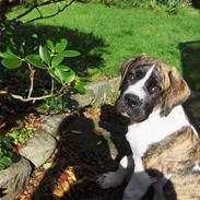 Mastiff Balder R.I.P 2011